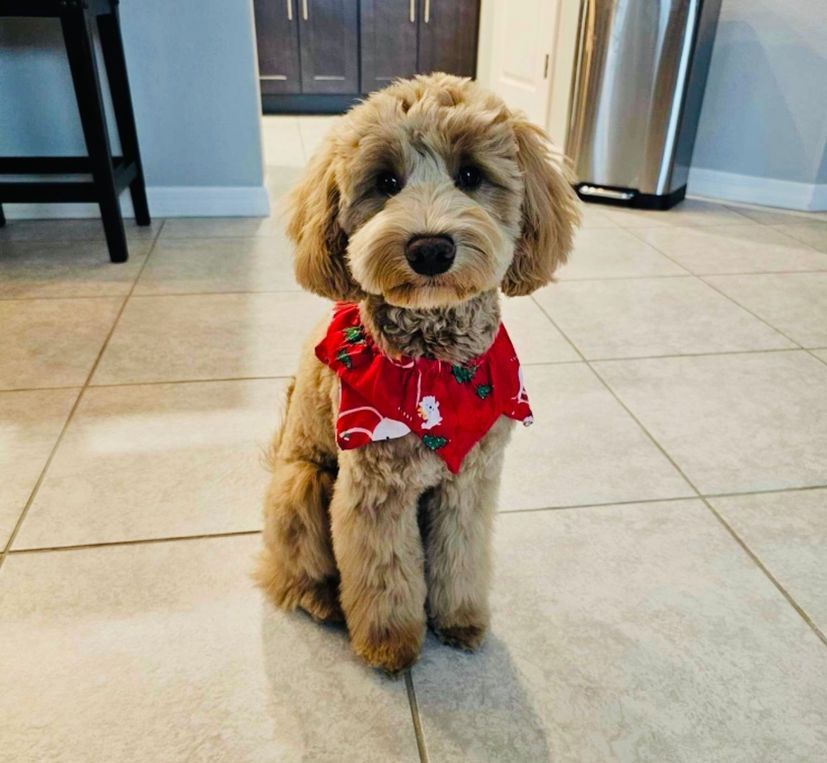 Goldendoodle puppy wearing a red patterned bandana, sitting on a tiled floor.