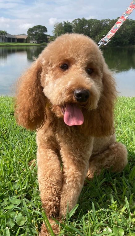 Brown poodle dog panting, sitting in grass near a pond.