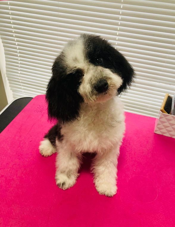 Black and white poodle sitting on a pink table, looking at the camera.