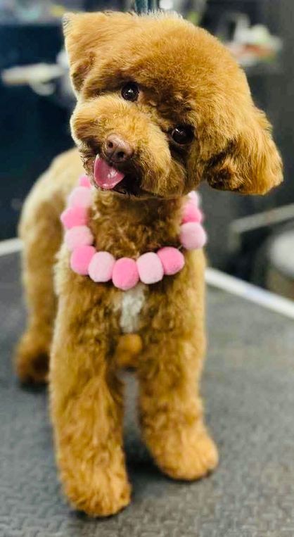 Brown poodle with pink collar sticks out its tongue.