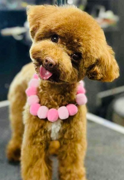 Brown poodle with pink pom-pom collar sticking out its tongue.
