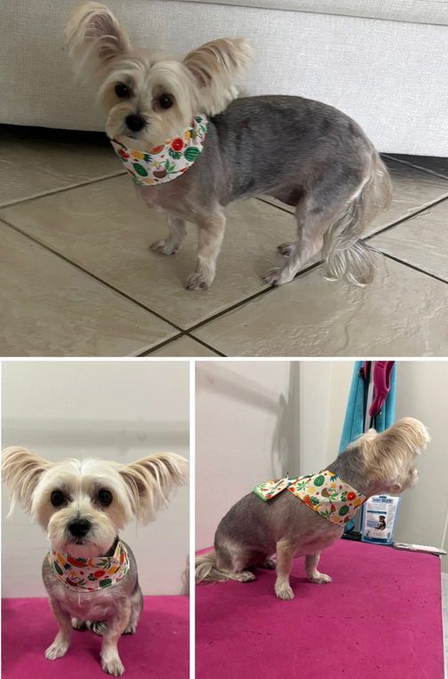 Three photos of a small dog with cropped fur and large ears wearing a patterned bandana.