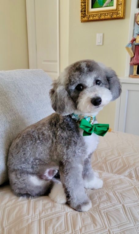 Gray and white dog wearing a green bow tie sits on a bed with a neutral-toned background.
