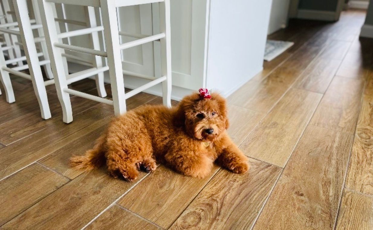 Golden-brown Goldendoodle puppy with a pink bow, lying on a wood floor near a white bar.