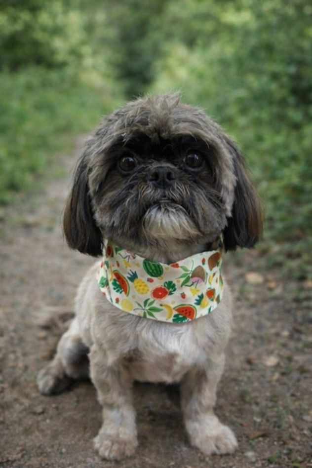 Gray Shih Tzu dog wearing a patterned bandana, sitting on a dirt path, looking at the camera.