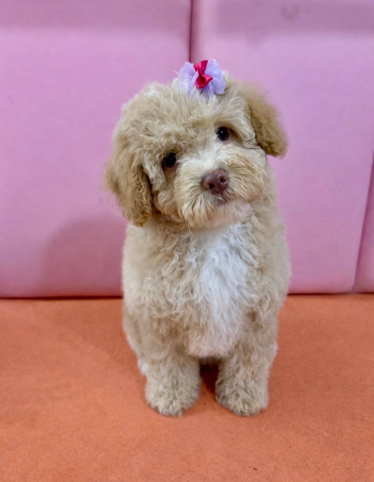 Tan poodle puppy with a pink bow, sitting on an orange surface in front of a pink backdrop.