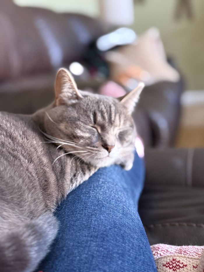 A kitten relaxing