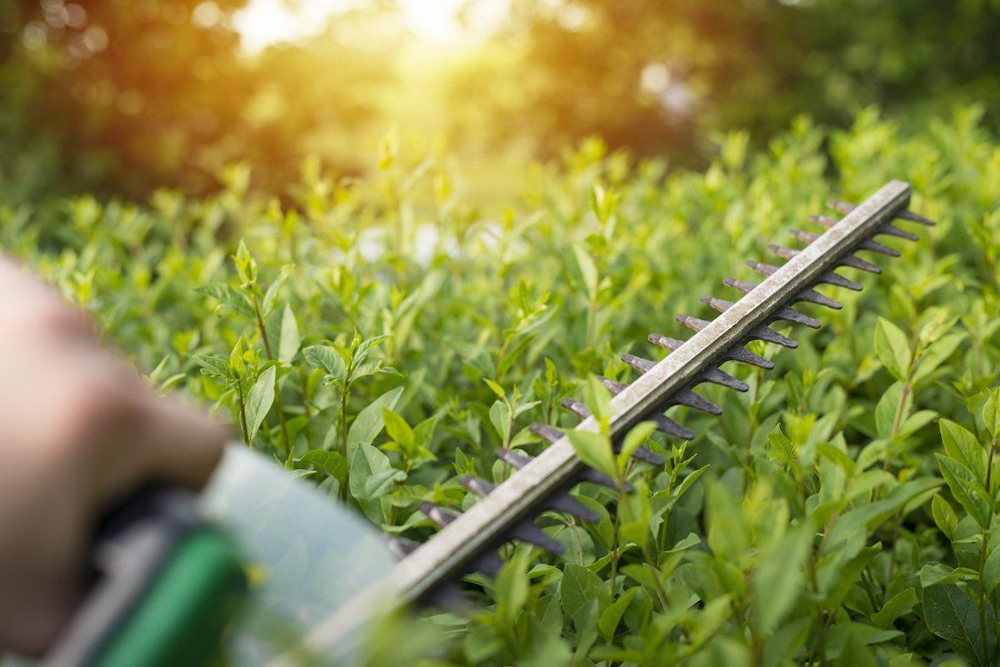 A person using a hedge trimmer to neatly trim a row of shrubs in a garden.