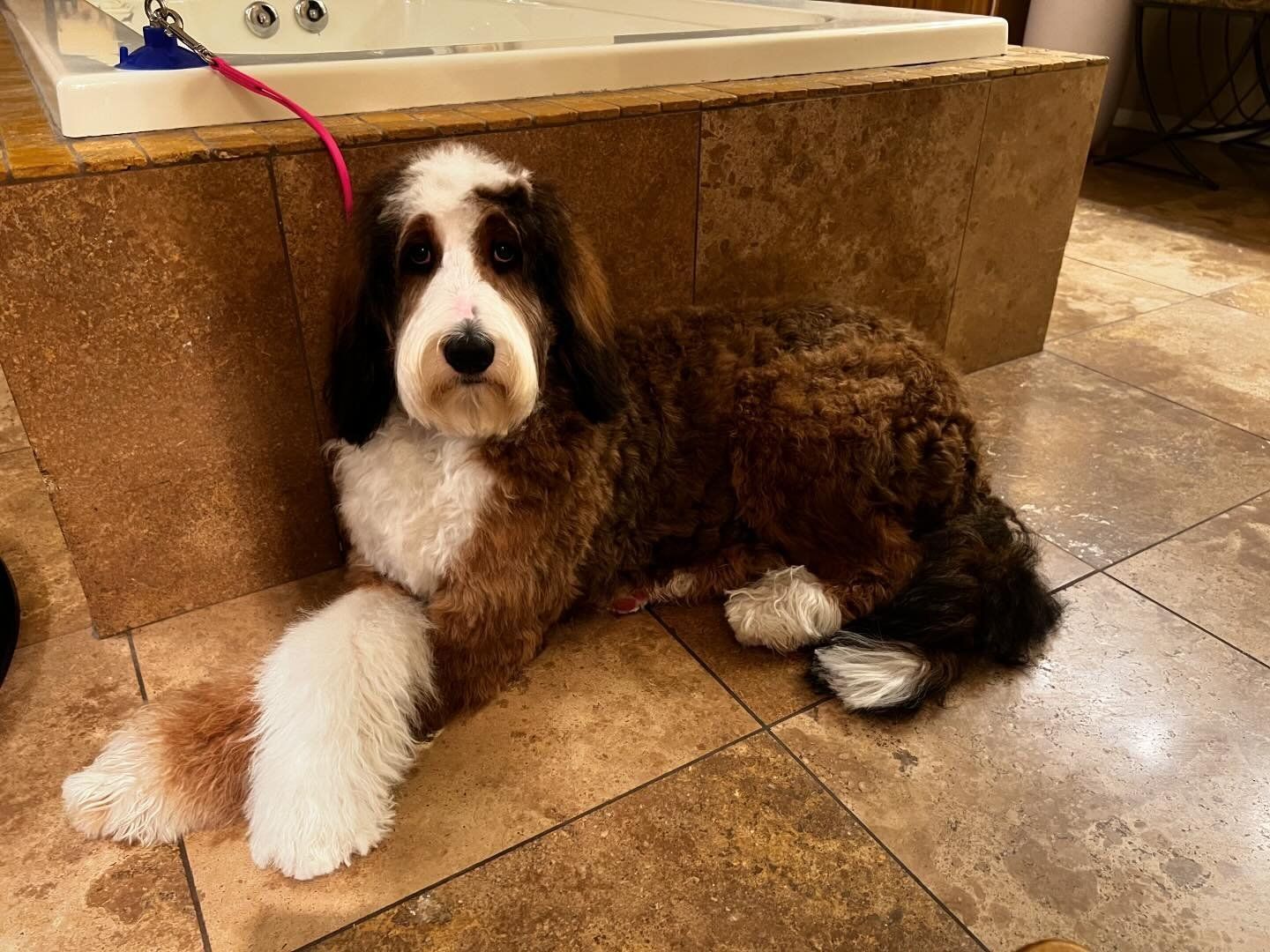 Bernedoodle haircut