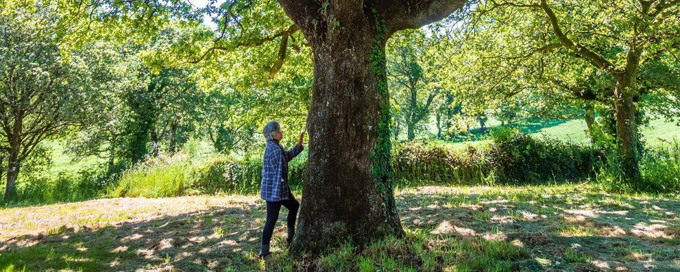 Sommer Baum