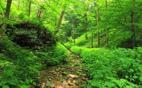 Stille im Wald