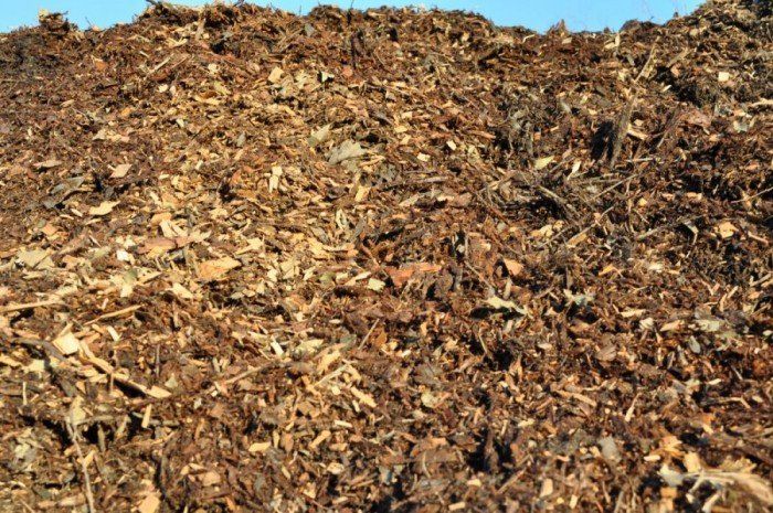 Leaf Chip — Sand Port Stephens in Salamander Bay, NSW