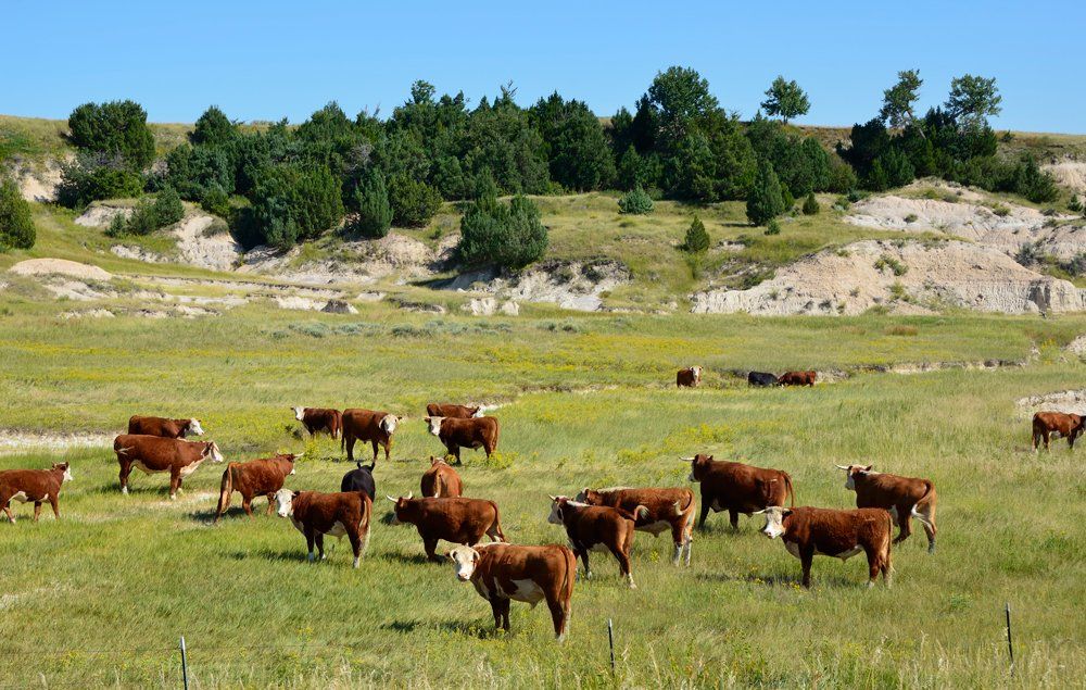Countryside Landscape In South Dakota - Aberdeen, SD - Gellhaus & Gellhaus, P.C.