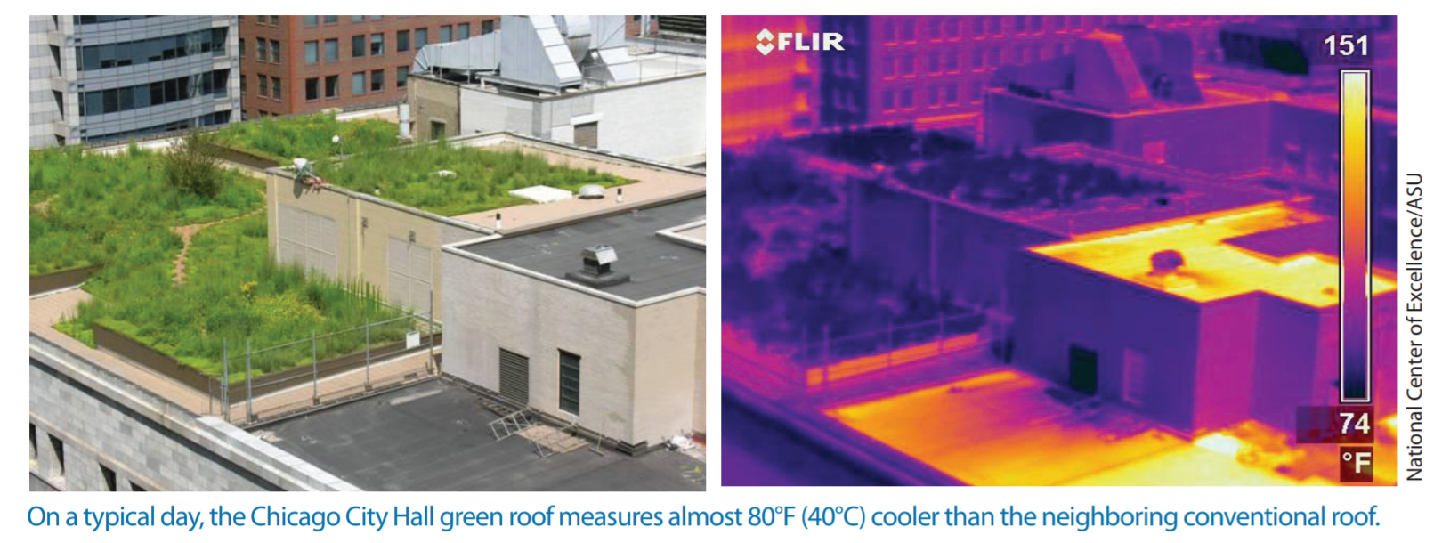 Images comparing temperature of a green roof vs. a conventional roof.