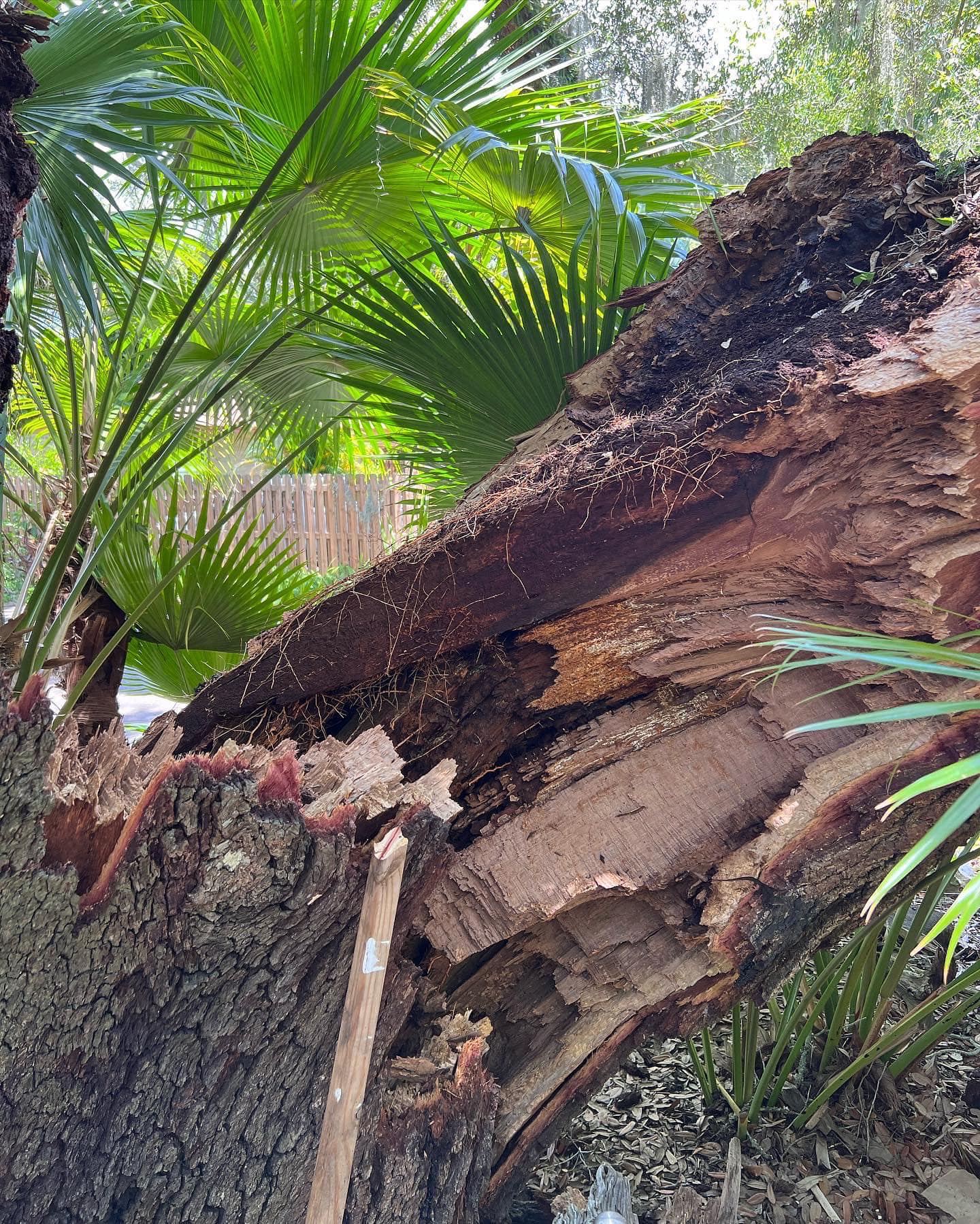 Partially decayed tree trunk with visible wood and palm leaves in the background.