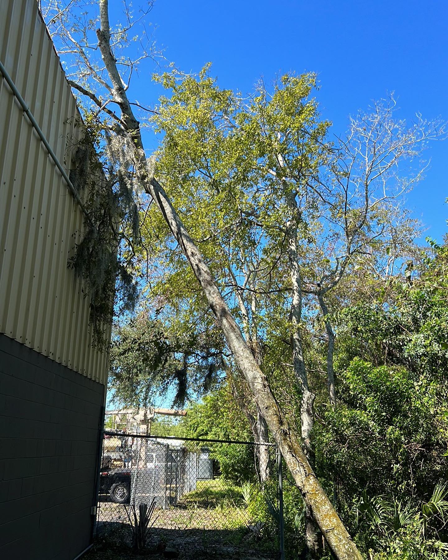 Emergency Tree Services | Riverview, FL | Salva's Tree Cutting Service