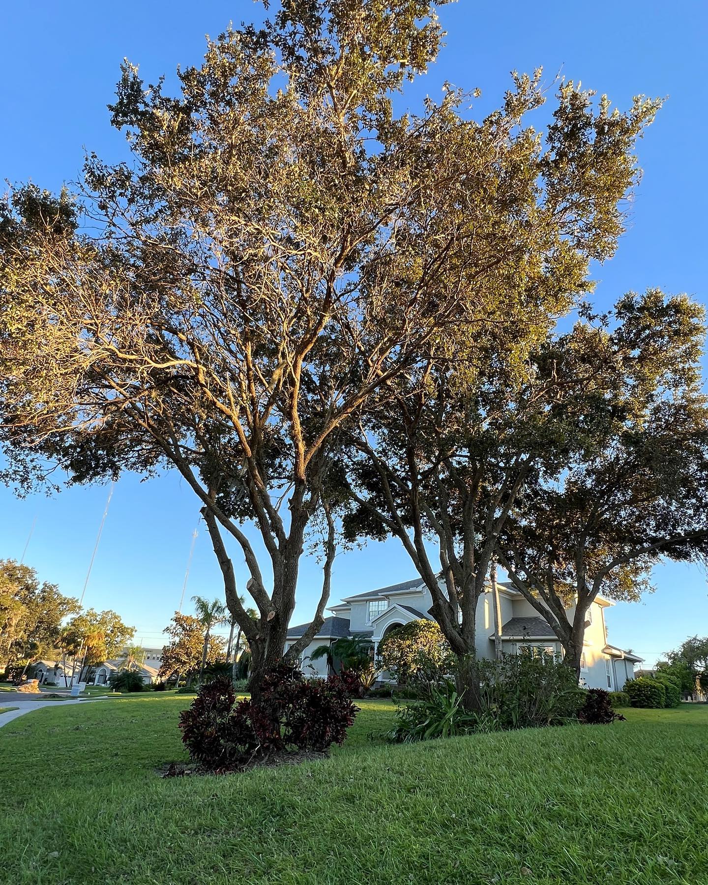 Tree pruning | Riverview, FL | Salva's Tree Cutting Service