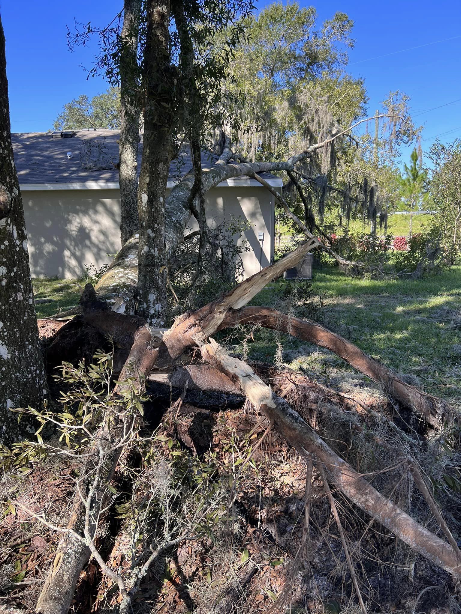 Uprooted tree trunk and roots in a yard with a house in the background.