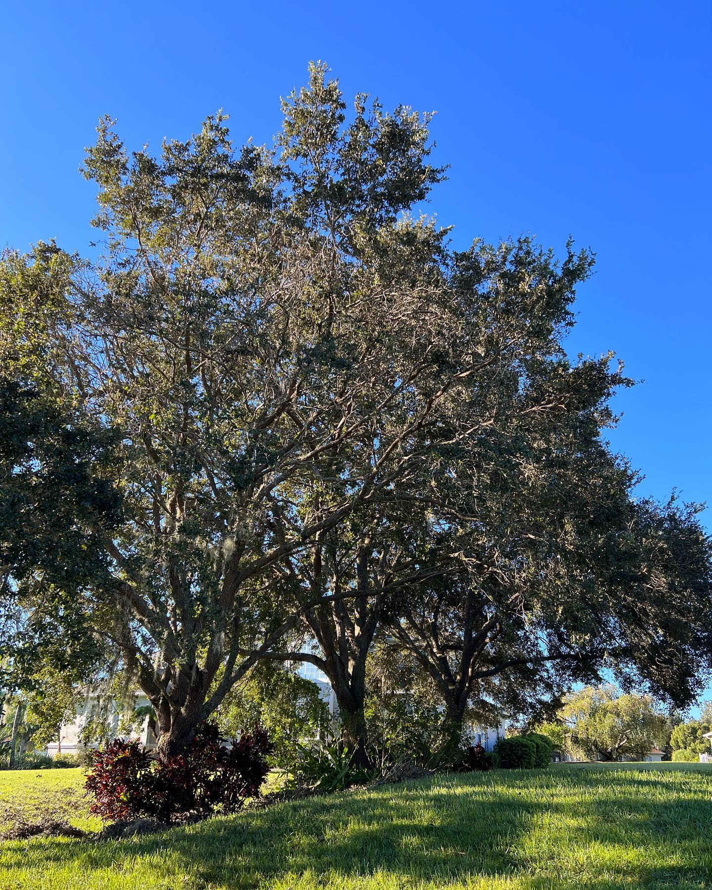 Large tree with green leaves against a clear blue sky, growing in a grassy area.