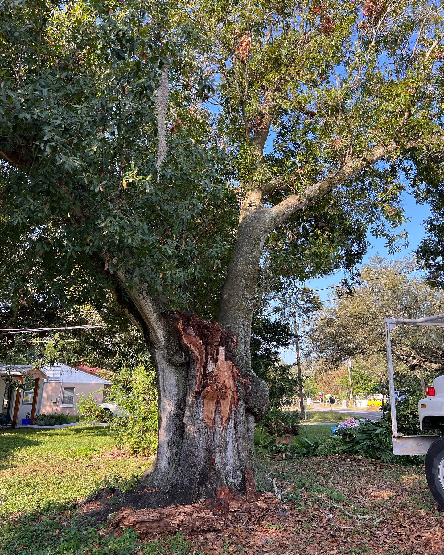 Tree cabling | Riverview, FL | Salva's Tree Cutting Service