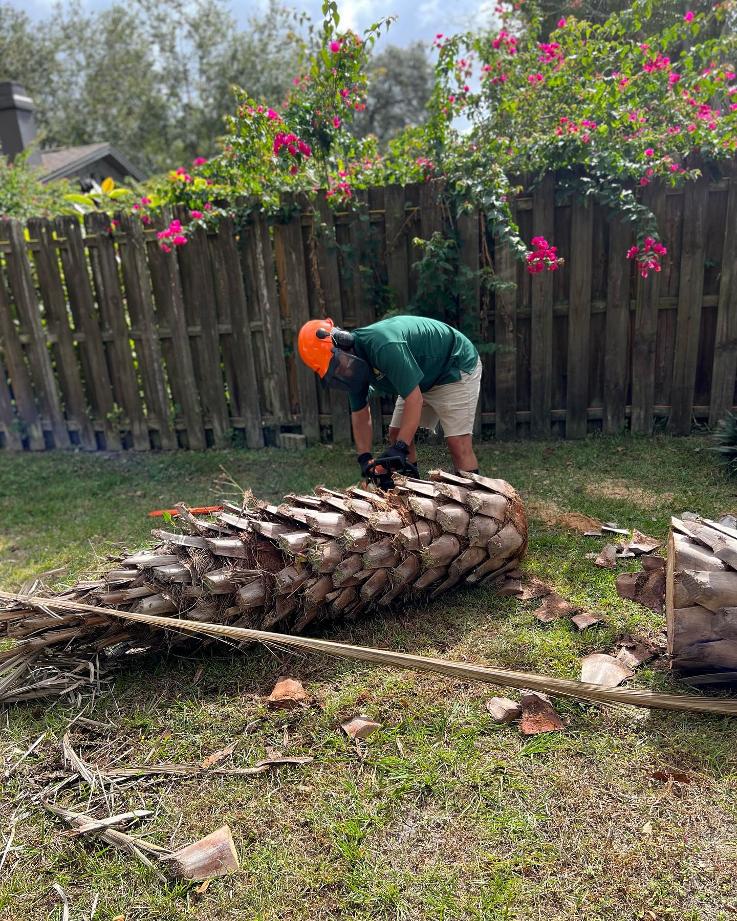 Man with orange helmet cutting a log in a yard with a wooden fence and bougainvillea.