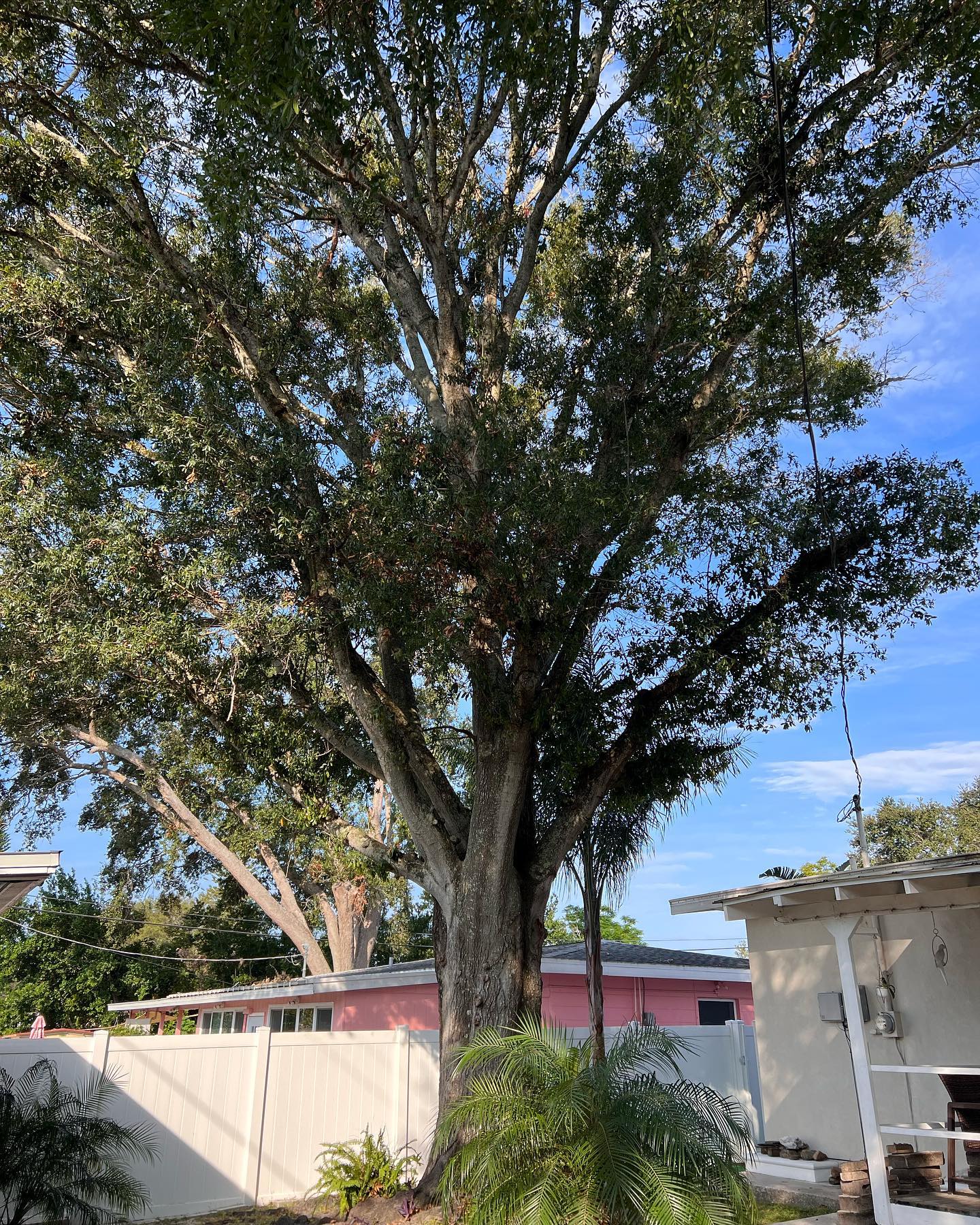 A large, leafy tree in a yard, with a white fence and houses in the background.