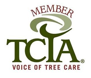 Certified Arborist | Salva's Tree Cutting Service
