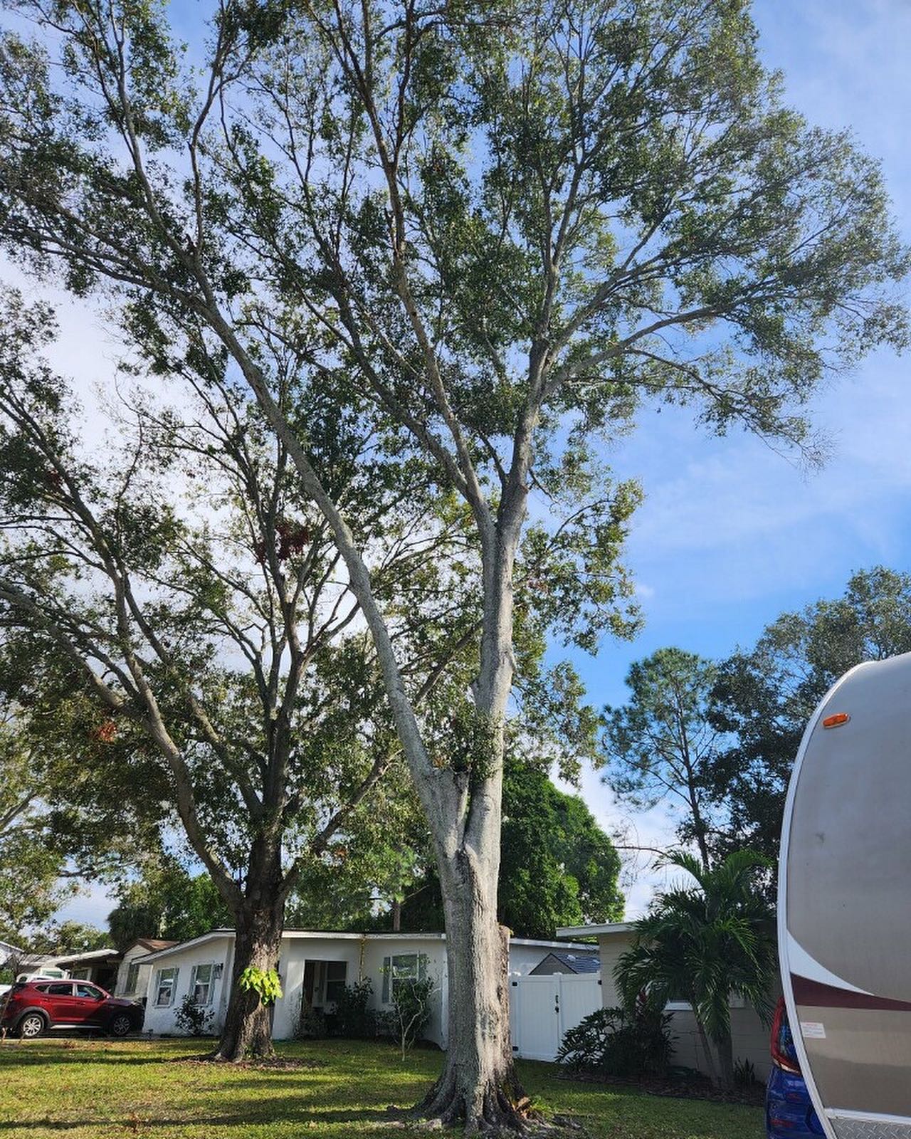 Tree trimming | Riverview, FL | Salva's Tree Cutting Service