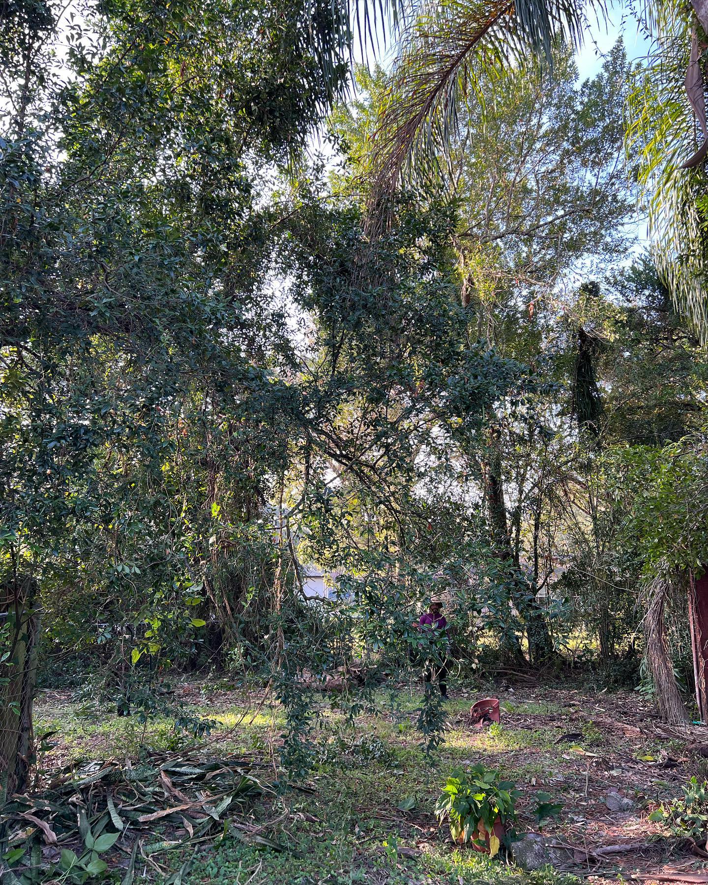 Lush green trees in a forest setting with sunlight filtering through the leaves.
