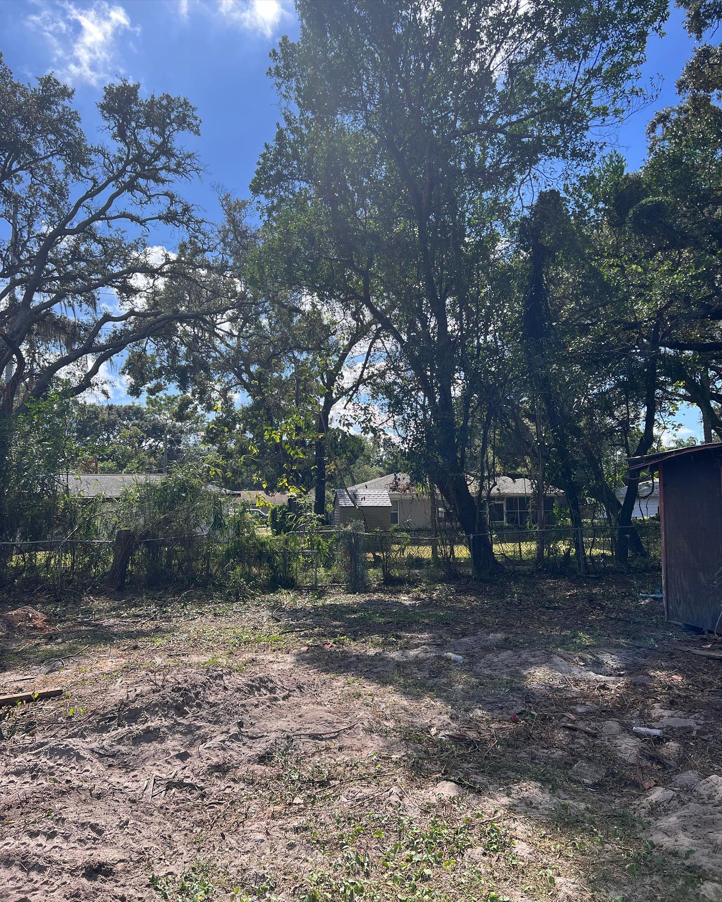 View of trees and a house under a sunny blue sky. Ground is covered in leaves.