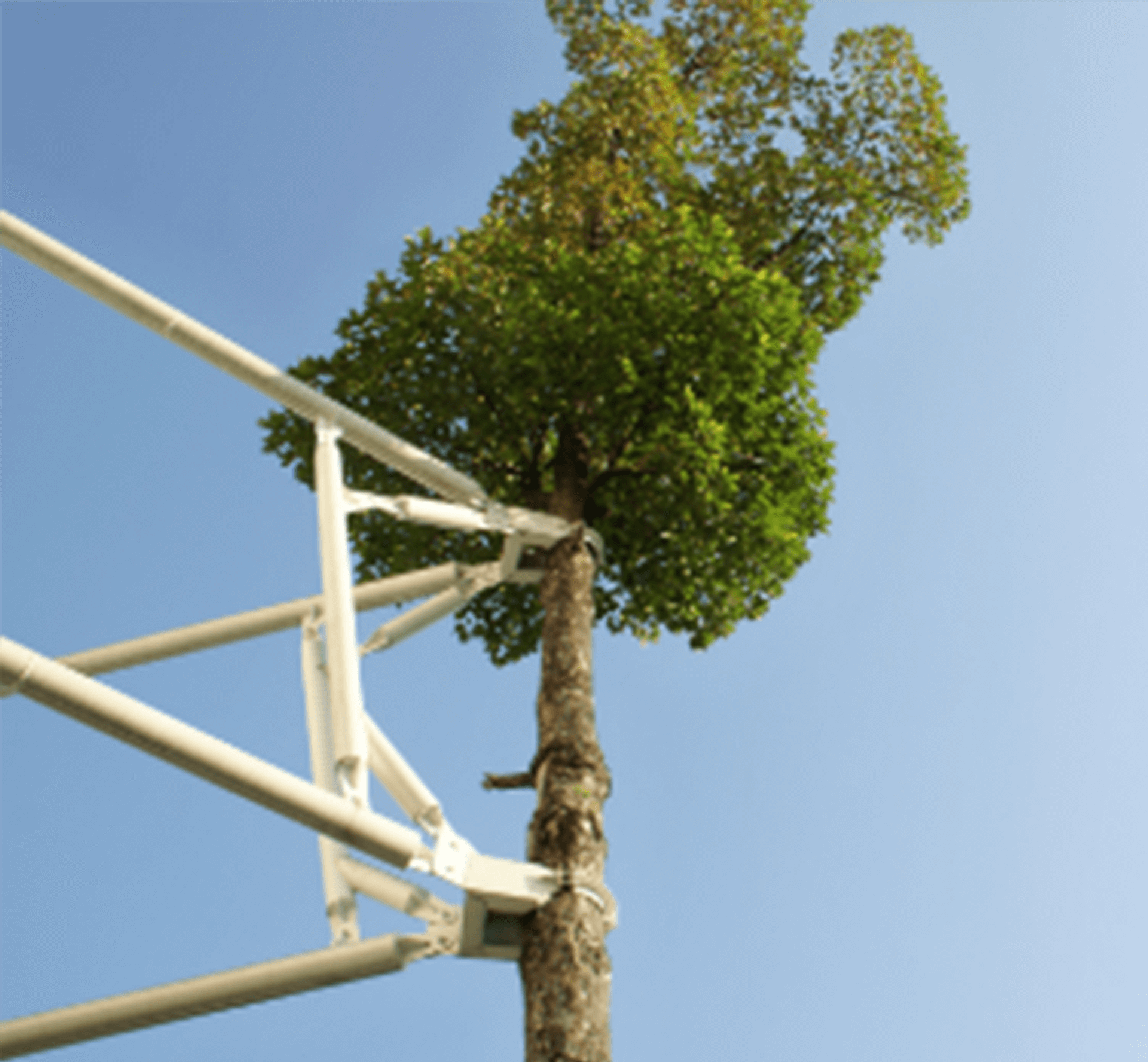Tree cabling | Riverview, FL | Salva's Tree Cutting Service