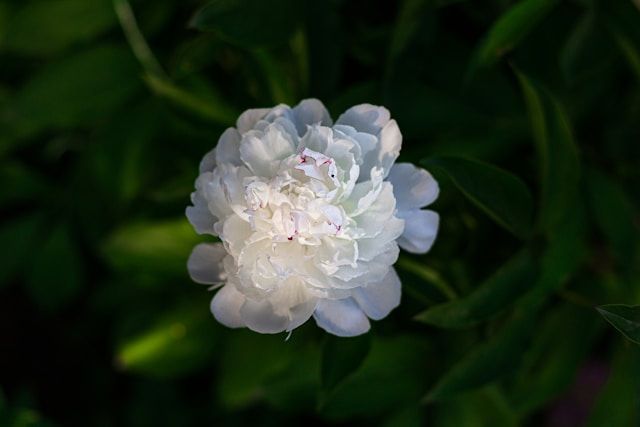 cremation services College Park, MD