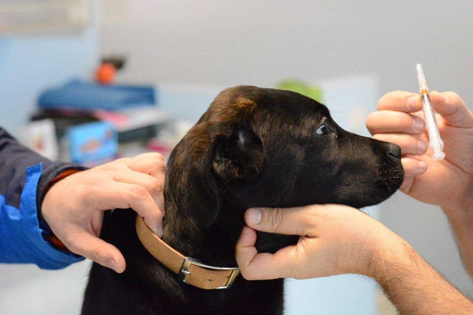 Cane durante una visita di medicina generale