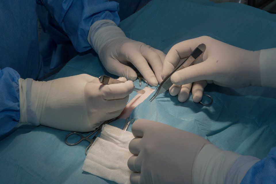 Intervento di chirurgia veterinaria