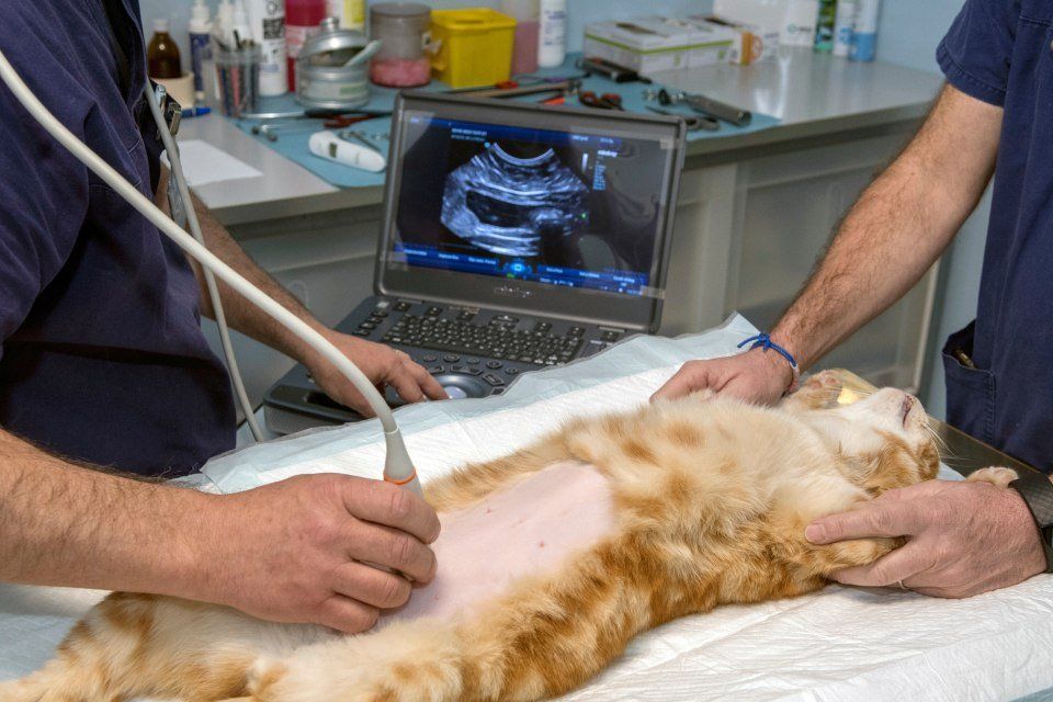 Ecografia veterinaria