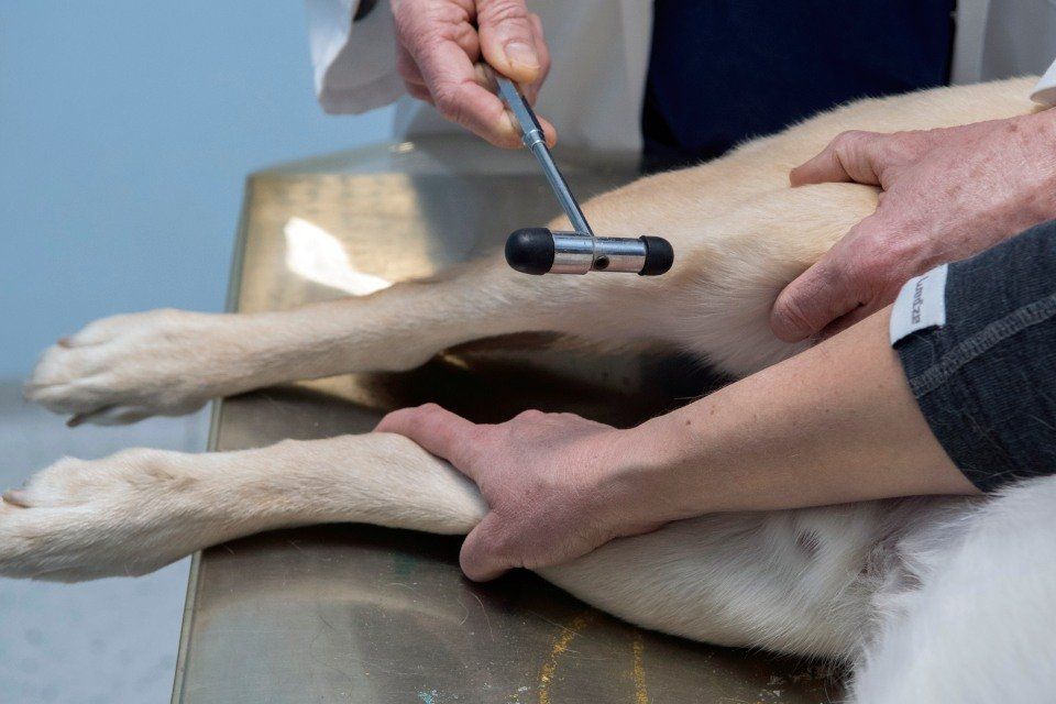 Seduta di fisioterapia veterinaria