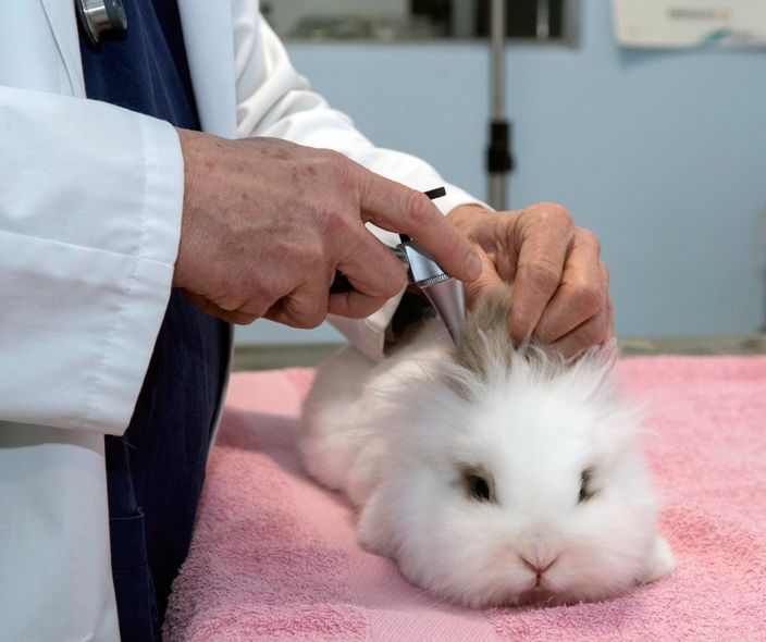 Veterinario che visita un coniglio
