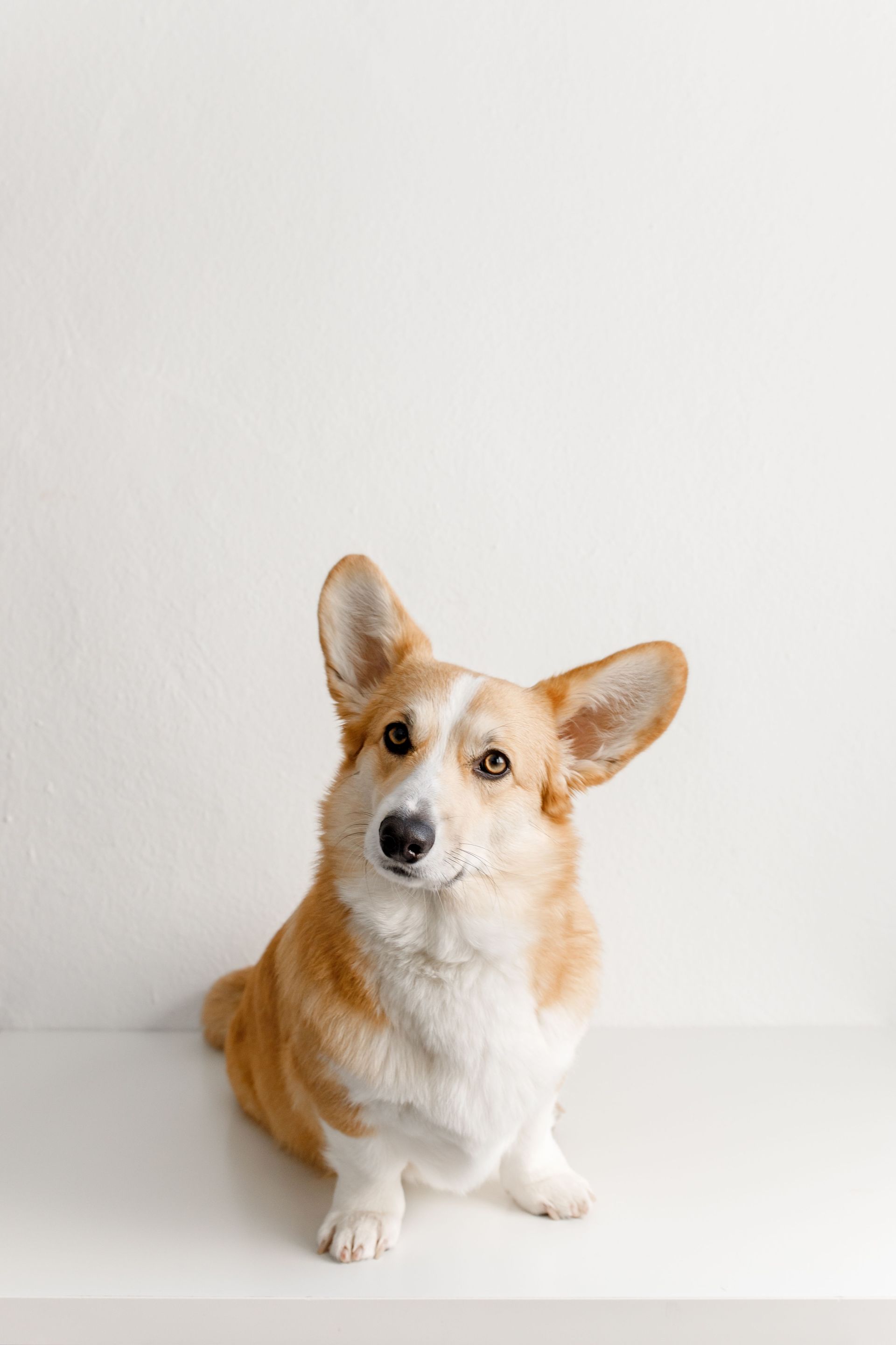 Corgi sitting on a white floor against a plain white wall, looking at the camera.