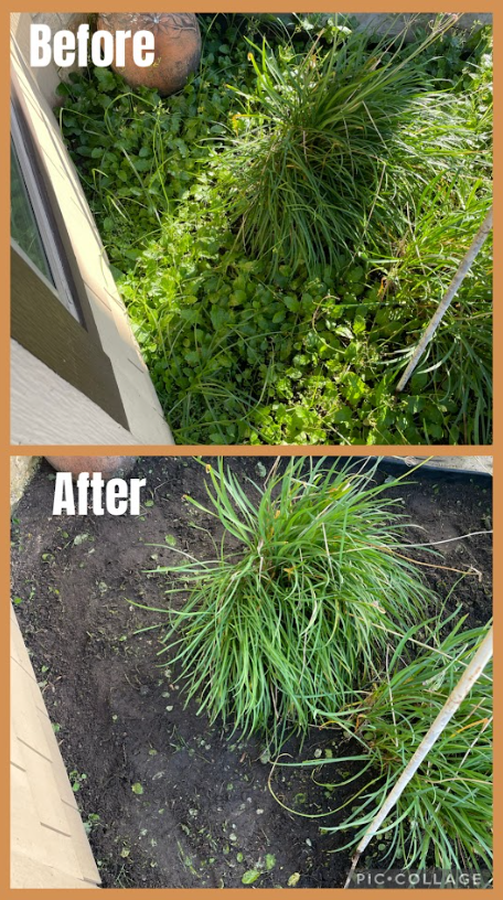 Before and after of a garden bed. Lush green grass surrounding a small plant, then replaced with dark mulch.