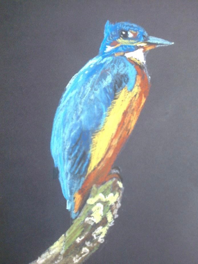 Colourful kingfisher wildlife artwork by Amanda Sivewright