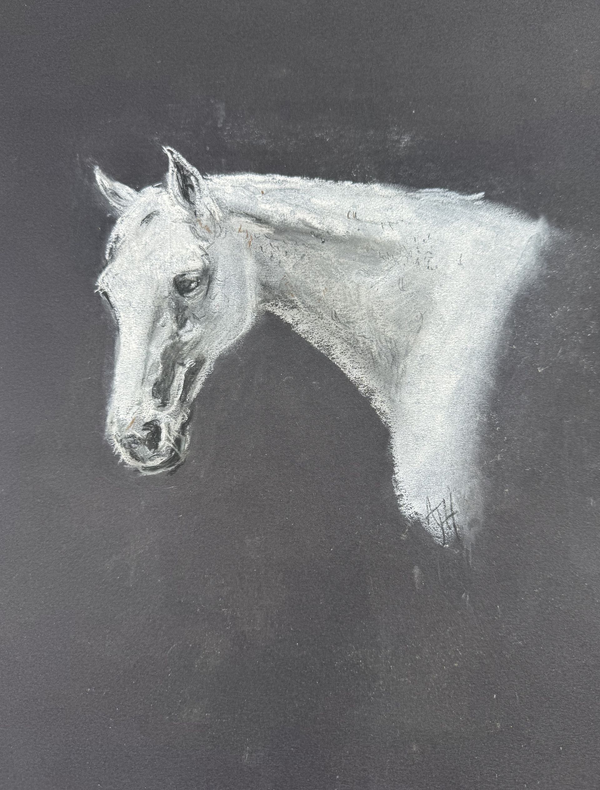 White horse head sketch on a dark background by Amanda Sivewright