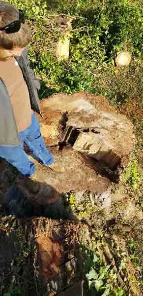 A man is standing next to a large tree stump in a field.