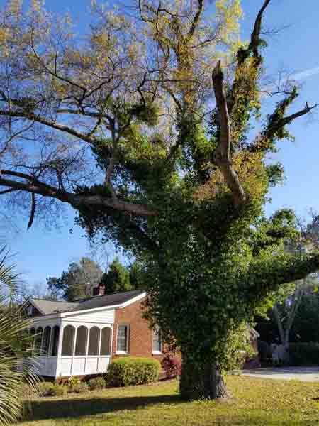 A large tree with lots of leaves is in front of a house.