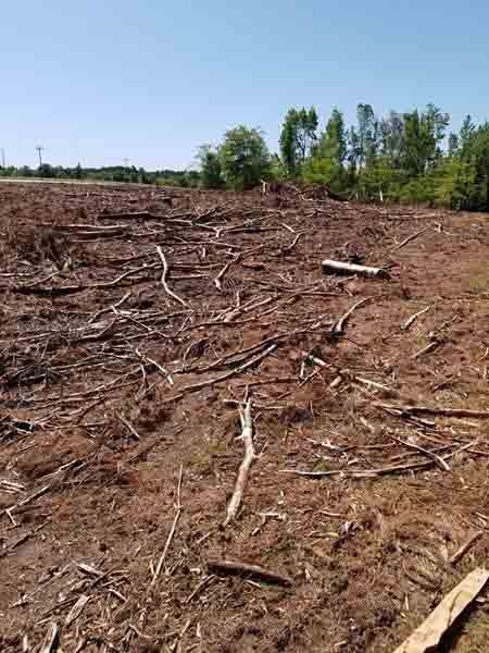 A field filled with lots of logs and branches.