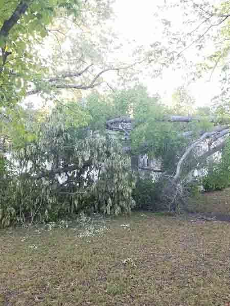 A fallen tree in a yard with a house in the background.