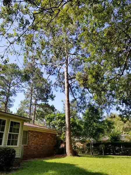 A large tree is in the middle of a lush green yard in front of a house.