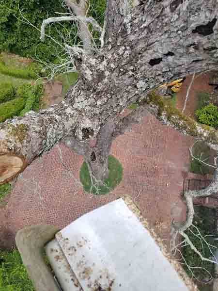 An aerial view of a tree being cut down.