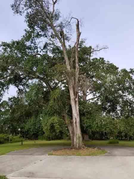 A large tree is sitting in the middle of a parking lot.