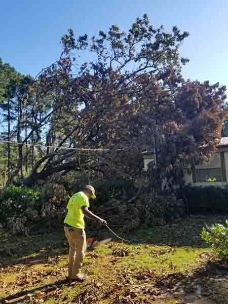 A man is raking leaves in front of a fallen tree.