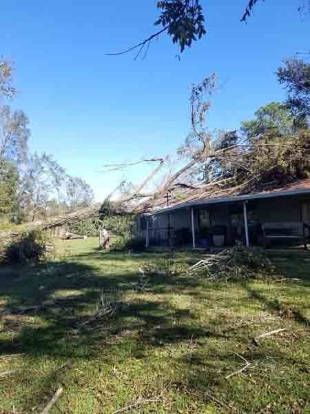 A tree has fallen on the roof of a house.